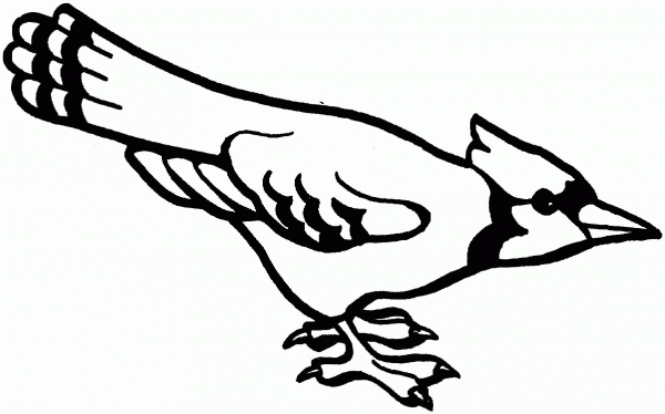 Curious Blue Jay  coloring page image