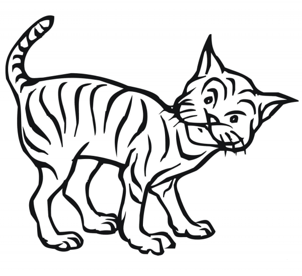 Curious Bobcat coloring page image