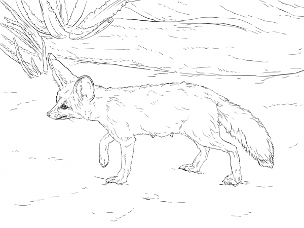 Curious Fennec Fox coloring page image
