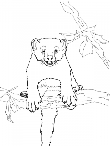 Curious Fisher Cat coloring page image