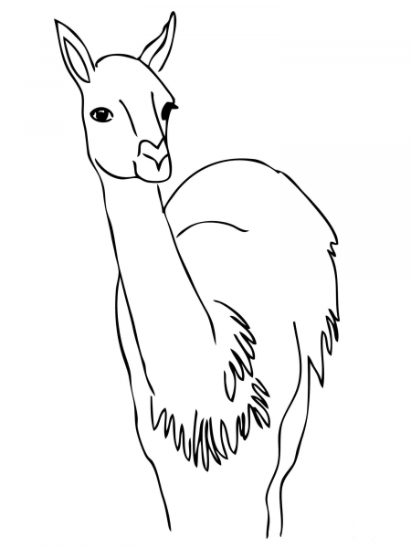 Curious Guanaco coloring page image