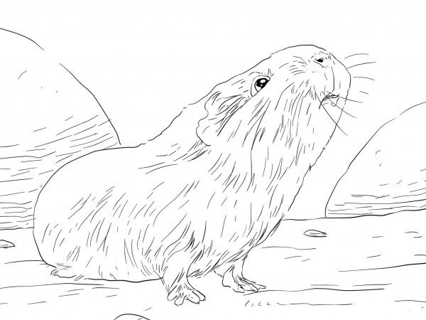 Curious Guinea Pig coloring page image