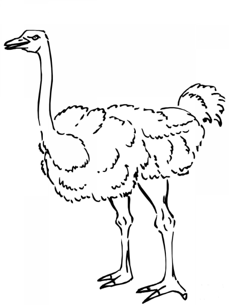 Curious Ostrich coloring page image