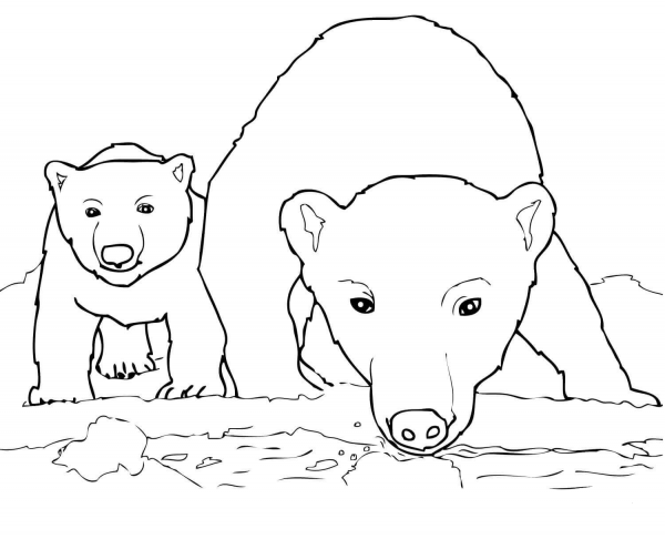 Curious Polar Bear Mother and Cub coloring page image