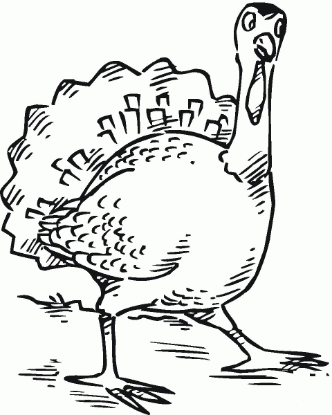 Curious Turkey coloring page image