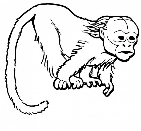 Curious Uakari Monkey coloring page image