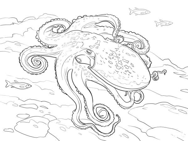 Curled Octopus coloring page image