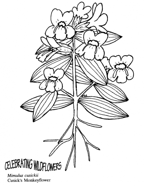 Cusick’s Monkeyflower coloring page image