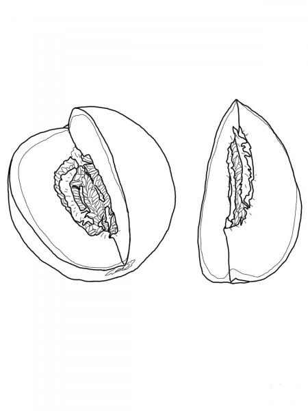 Cut Honeydew coloring page image