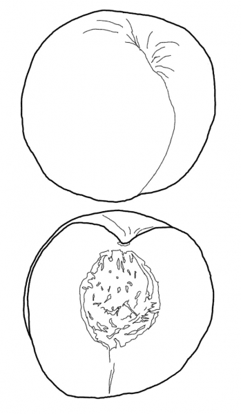 Cut Nectarine coloring page image