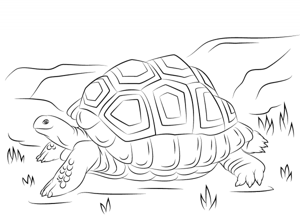 Cute Aldabra Giant Tortoise coloring page image