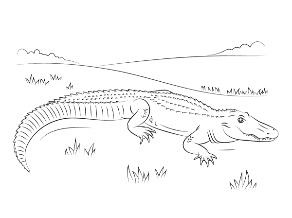 Cute American Alligator coloring page image