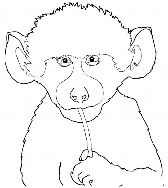 Cute Baby Baboon coloring page image