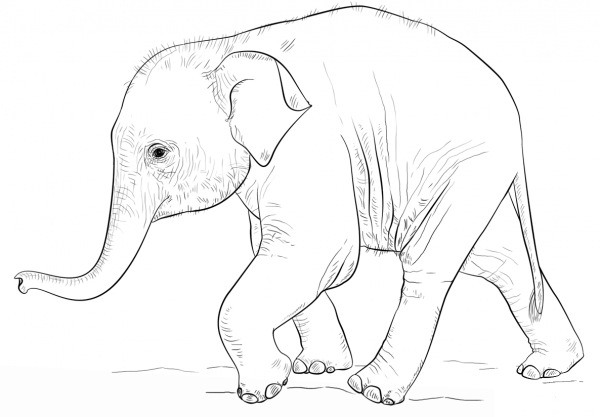 Cute Baby Elephant coloring page image