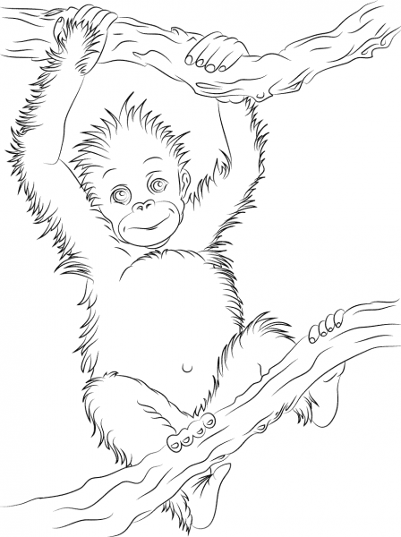 Cute Baby Orangutan coloring page image