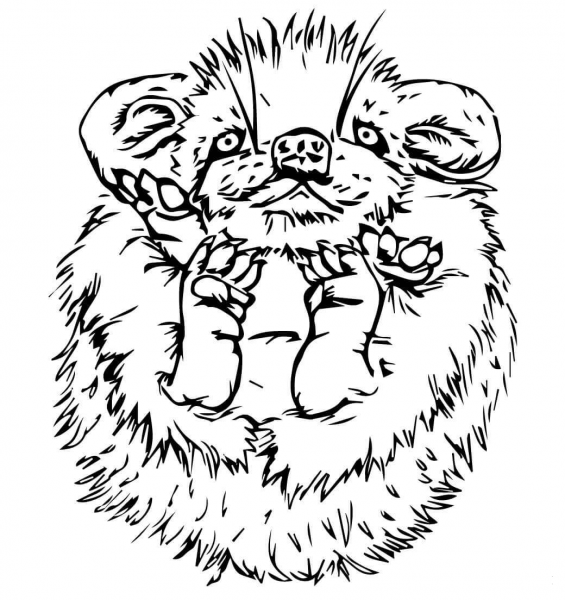 Cute Baby Porcupine coloring page image
