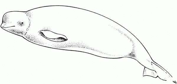 Cute Beluga Whale coloring page image