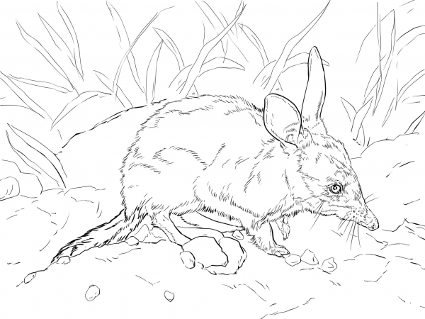 Cute Bilby coloring page image