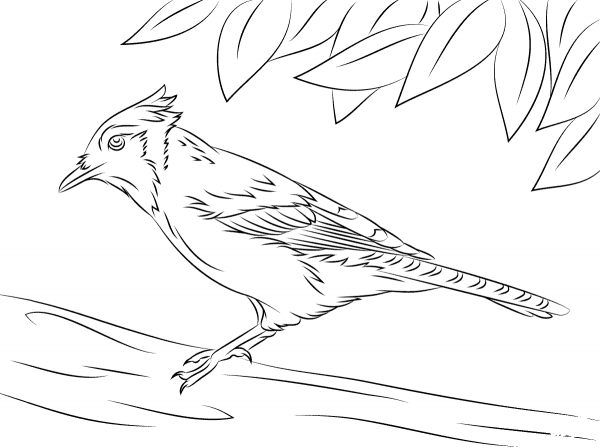 Cute Blue Jay coloring page image