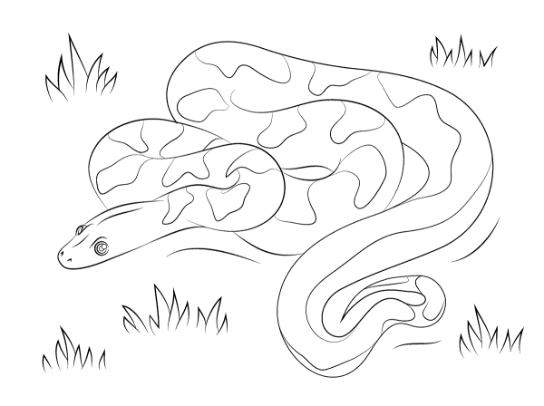 Cute Boa coloring page image