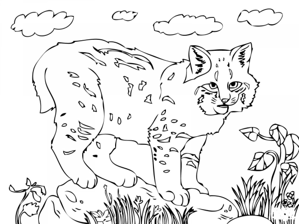 Cute Bobcat  coloring page image