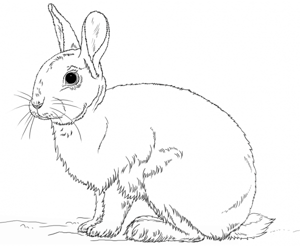 Cute Bunny Rabbit coloring page image