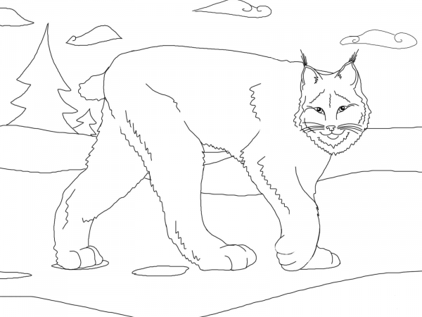 Cute Canada Lynx coloring page image