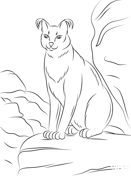 Cute Caracal coloring page image