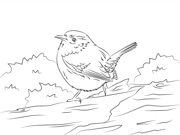 Cute Carolina Wren coloring page image