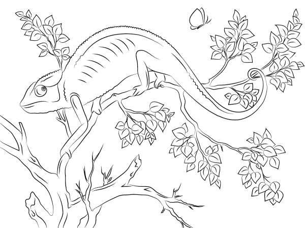 Cute Chameleon coloring page image