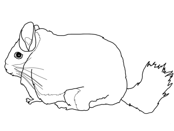 Cute Chinchilla coloring page image