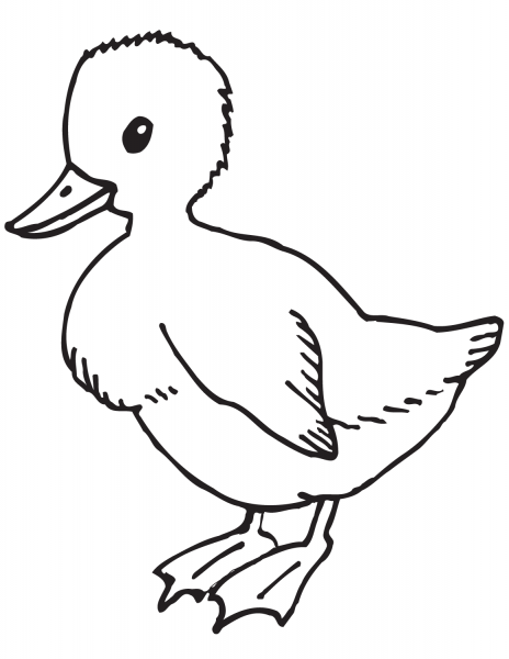 Cute Duckling coloring page image