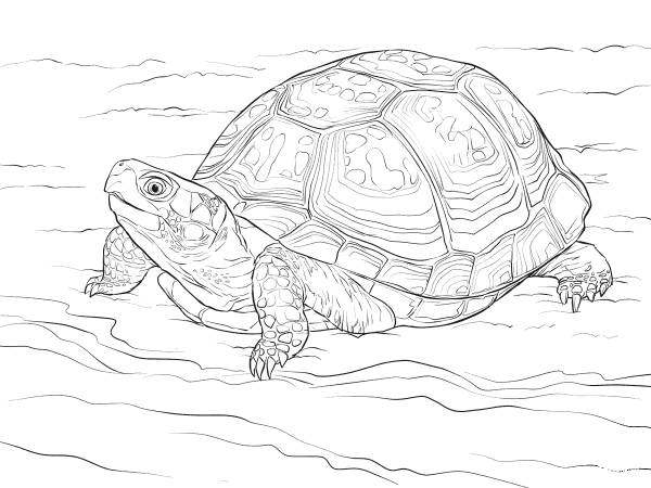 Cute Eastern Box Turtle coloring page image
