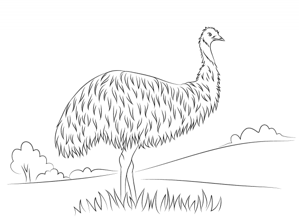 Cute Emu coloring page image