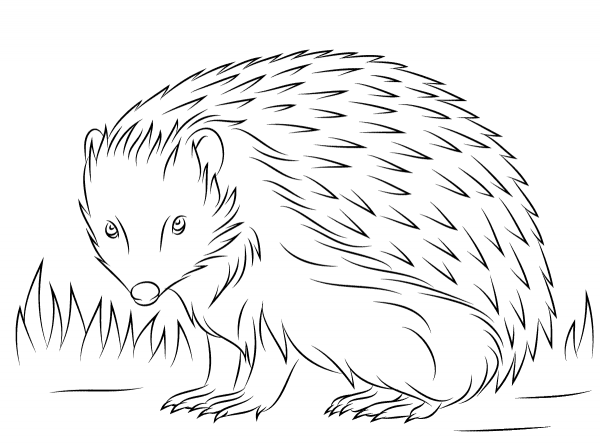 Cute European Hedgehog coloring page image