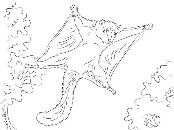 Cute Flying Squirrel coloring page image