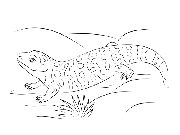 Cute Gila Monster coloring page image