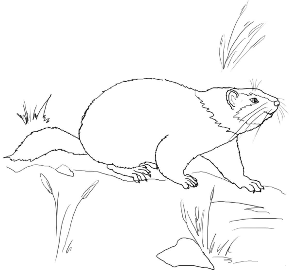 Cute Groundhog coloring page image