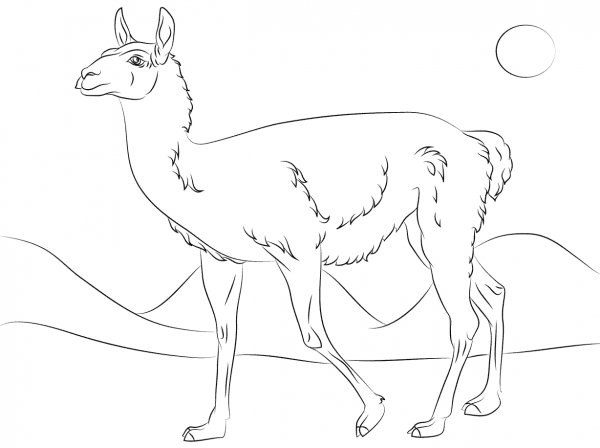 Cute Guanaco coloring page image