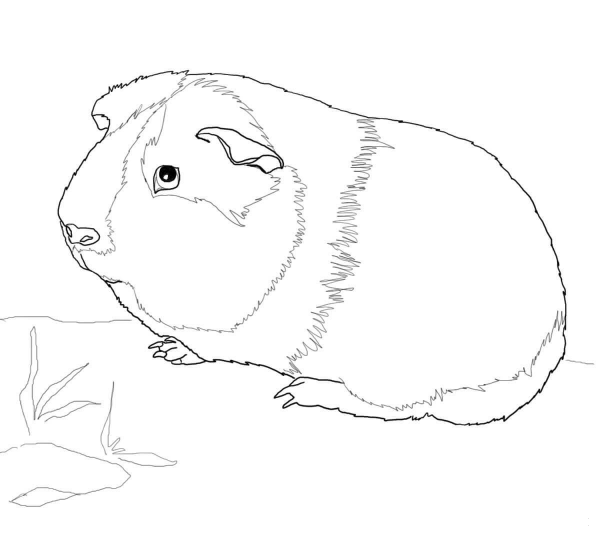 Cute Guinea Pig coloring page image