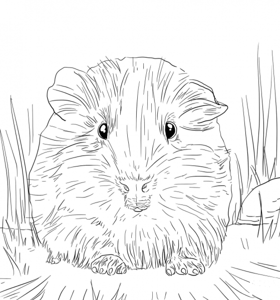 Cute Guinea Pig Portrait coloring page image