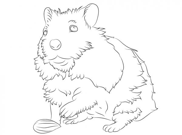 Cute Hamster coloring page image