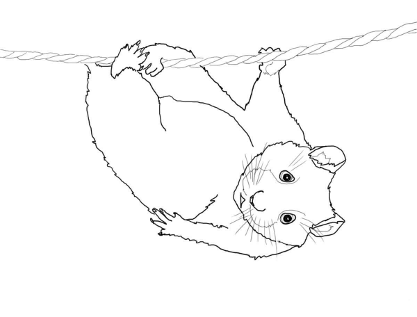 Cute Hamster Hanging on a Rope coloring page image