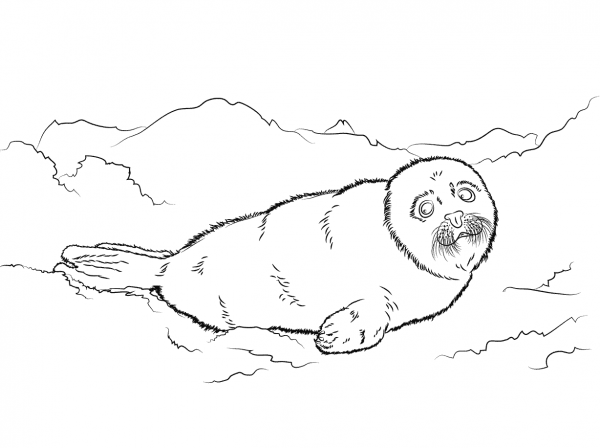 Cute Harp Seal Baby coloring page image