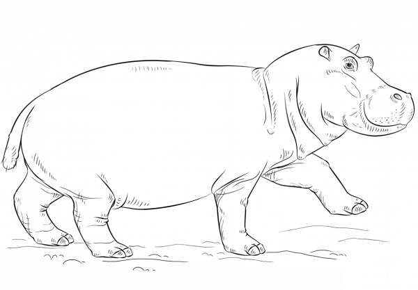 Cute Hippo coloring page image