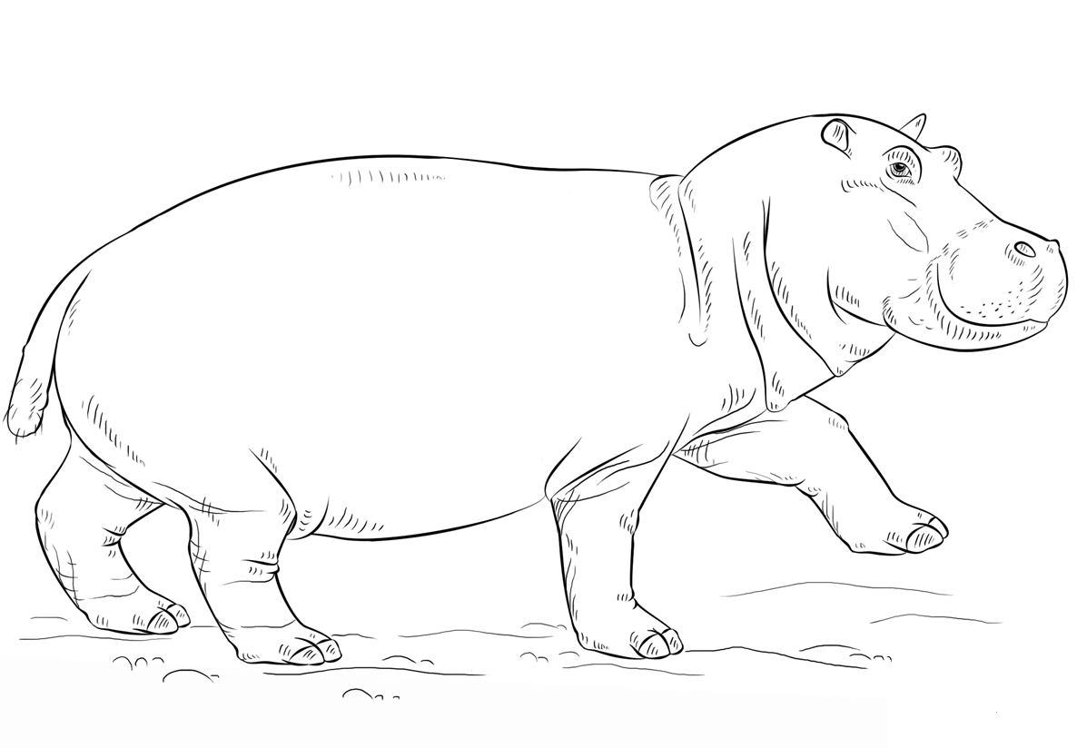 Cute Hippo coloring page - ColouringPages