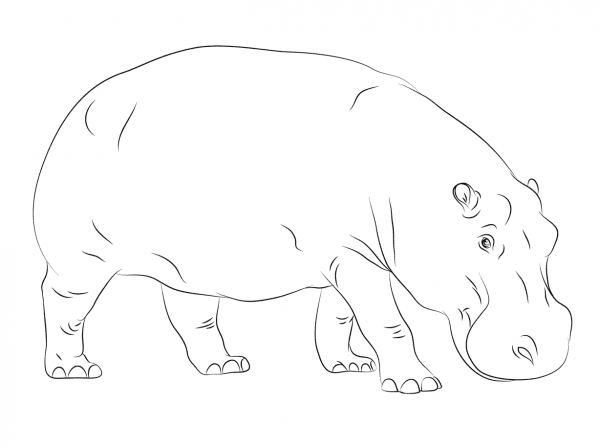 Cute Hippopotamus coloring page image