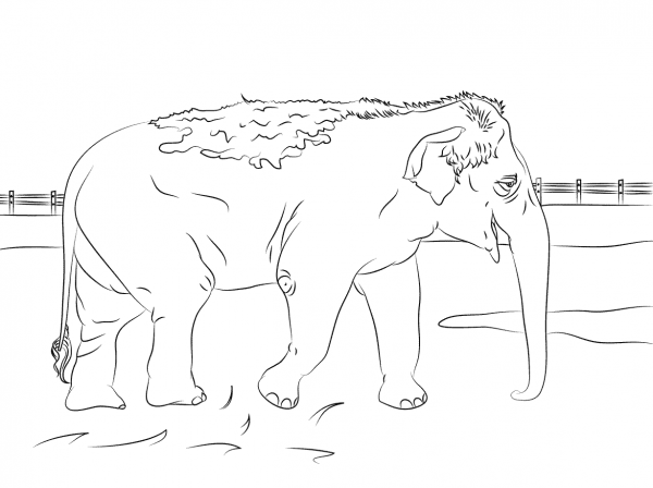 Cute Indian Elephant coloring page image