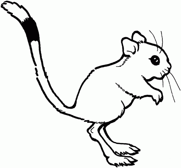 Cute Kangaroo Rat coloring page image