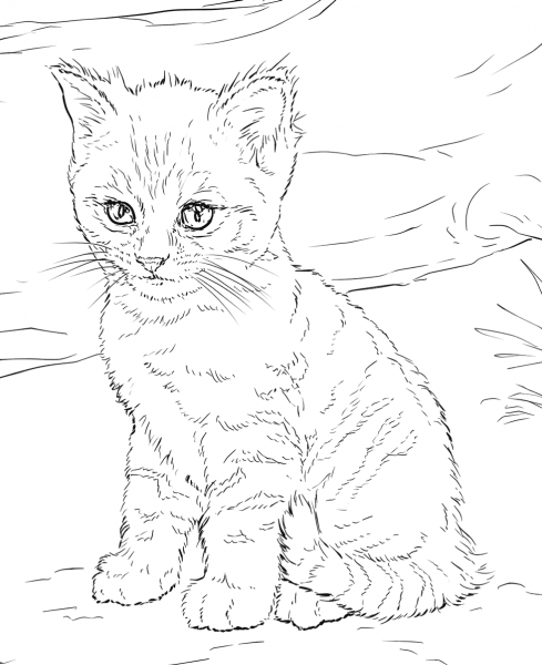 Cute Kitten coloring page image